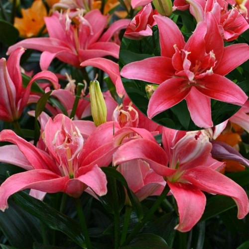 Lilium 'Double Lady' - Liilia 'Double Lady'  